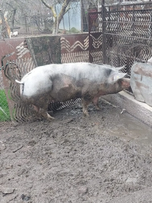 Scroafa pietrain - imagine 3