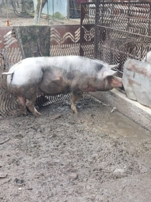 Scroafa pietrain - imagine 2