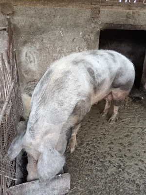 Scroafa pietrain - imagine 4