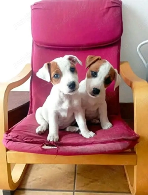Căței Jack Russel Terrier - furnizor autorizat 