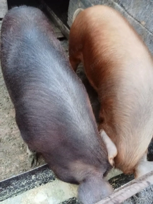 porcii de zece luni l - imagine 4