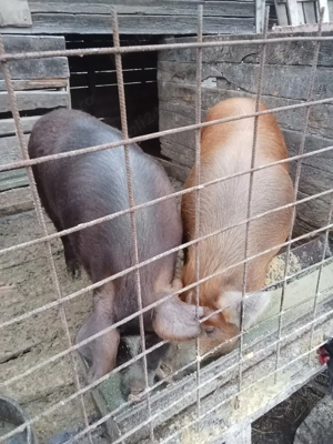 porcii de zece luni l - imagine 5