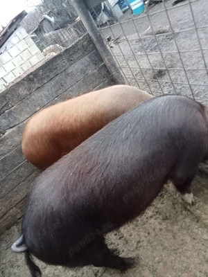 porcii de zece luni l - imagine 3