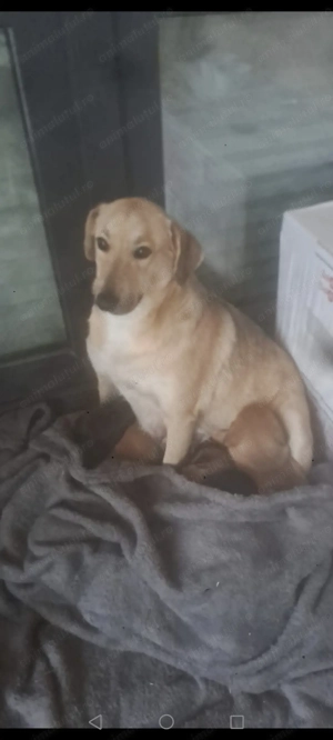 Dau spre adopție puiuți metiș Amstaff  - imagine 5