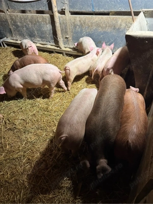 Soldani de vanzare - imagine 3