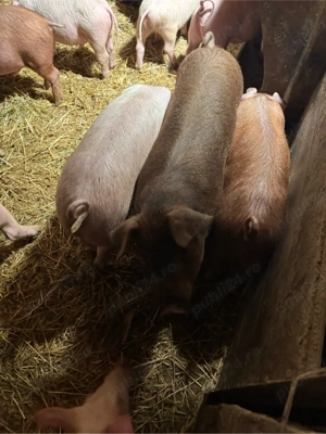 Soldani de vanzare - imagine 2