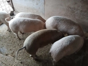 soldani de vînare - imagine 3