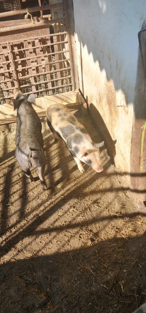 vand soldani - imagine 3