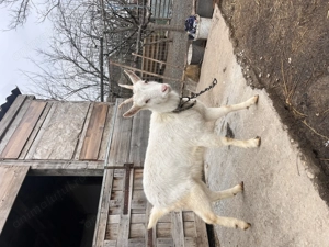 Vând iada mai multe detalii la telefon 