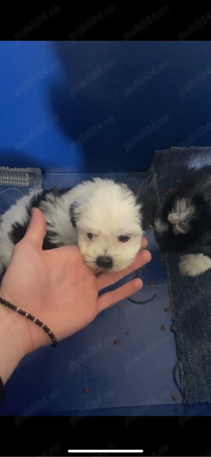 Vand Pui Bichon - imagine 3