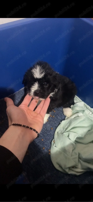 Vand Pui Bichon - imagine 2