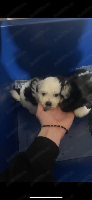 Vand Pui Bichon - imagine 4