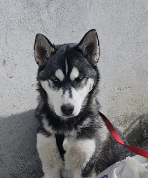 Donez Fetita Husky 4 luni  - imagine 3