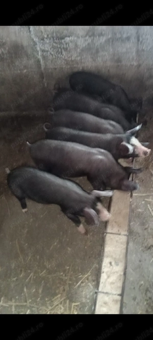 Purcei Bazna x Pietrain  - imagine 3