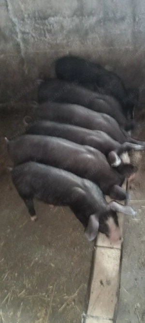 Purcei Bazna x Pietrain  - imagine 2