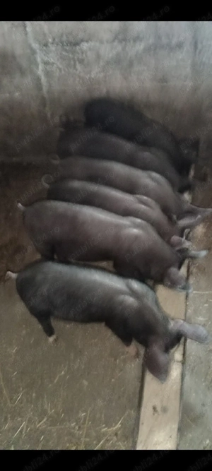 Purcei Bazna x Pietrain  - imagine 4