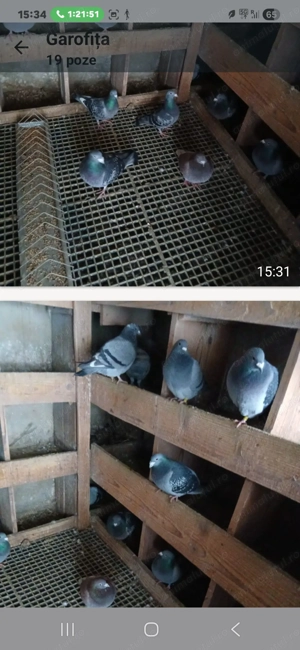 Porumbei de maraton din Olanda cu pedigree. - imagine 2