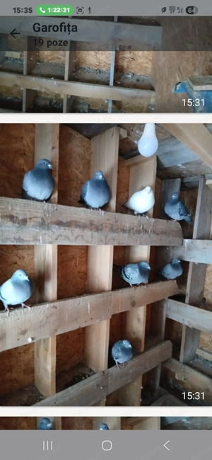 Porumbei de maraton din Olanda cu pedigree. - imagine 3