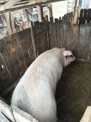 Vând porc crescut în gospodărie  - imagine 3