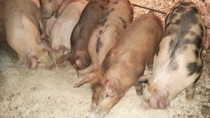 Vând purcei - imagine 2