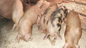 Vând purcei - imagine 3