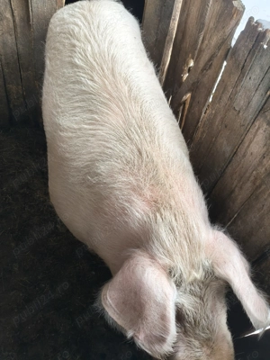 Vând porc crescut în gospodărie  - imagine 2