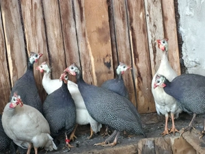 Schimb sau vand bibiloi pe alte bibilici