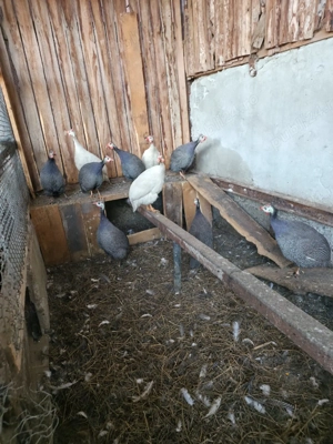 Schimb sau vand bibiloi pe alte bibilici - imagine 2