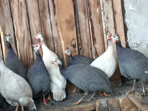 Schimb sau vand bibiloi pe alte bibilici - imagine 3