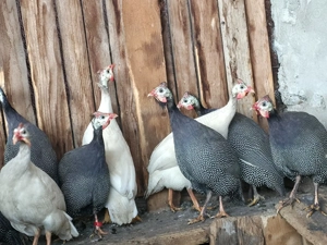 Schimb sau vand bibiloi pe alte bibilici - imagine 5