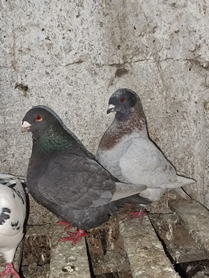 porumbei americani  - imagine 4