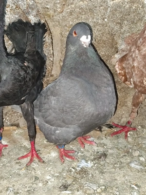 porumbei americani  - imagine 2