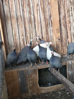 Schimb sau vand bibiloi pe alte bibilici - imagine 4