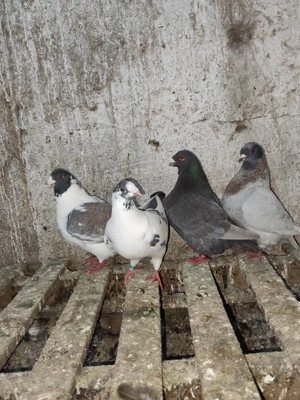 porumbei americani  - imagine 5