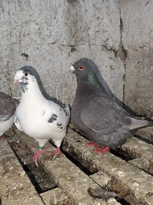 porumbei americani  - imagine 3