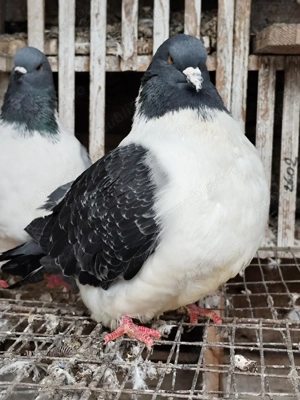 porumbei straseri - imagine 2