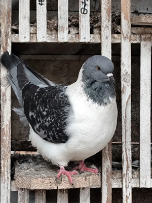 porumbei straseri - imagine 3