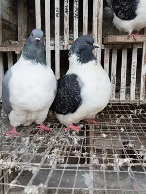 porumbei straseri - imagine 4