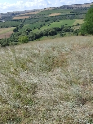 Teren extravilan  cu casuta vie si livada la 15 min. de baile Tasnad - imagine 10