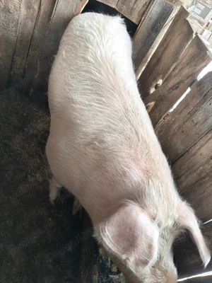 Vând porc crescut în gospodărie  - imagine 4