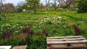 Dau in chirie teren, gradina, casa Str Colinelor - imagine 4