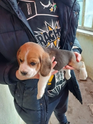 Catelusi beagle tricolor