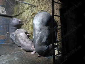 de vanzare - imagine 2