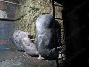 de vanzare - imagine 3