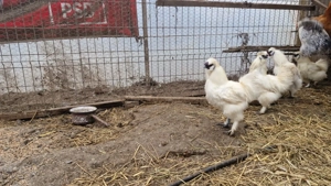 Cocoși pitici și de mătase  japoneză  - imagine 3