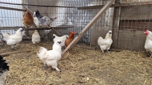 Cocoși pitici și de mătase  japoneză  - imagine 4