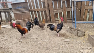 Cocoși pitici și de mătase  japoneză  - imagine 2