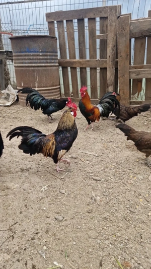 Cocoși pitici și de mătase  japoneză 