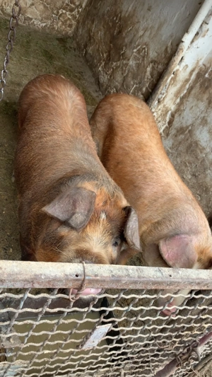 Porci 90 kg  - imagine 2