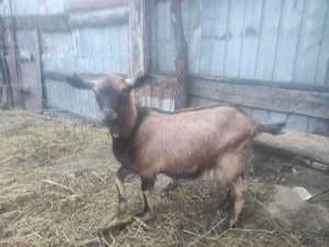 Capra de vanzare - imagine 4